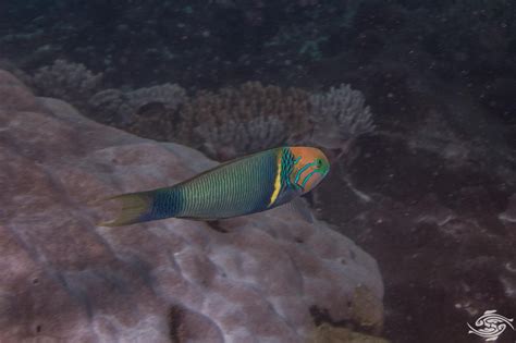 Goldbar Wrasse Facts And Photographs Seaunseen