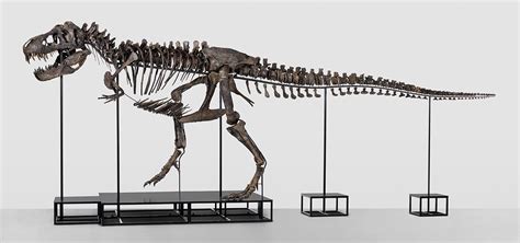 Tyrannosaurus Rex Fossil