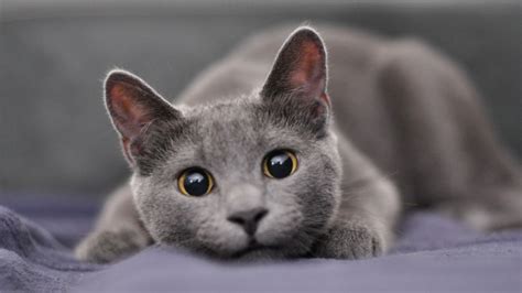 Cutest Cat Breeds You Ll Fall In Love With Petsradar