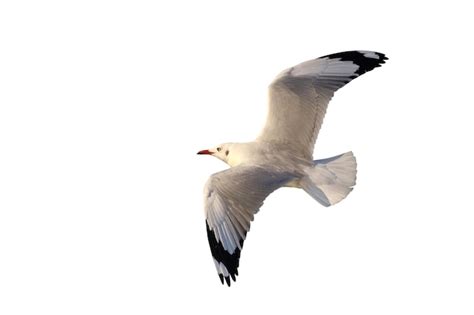 Premium Photo Beautiful Seagull Flying Isolated On White Background