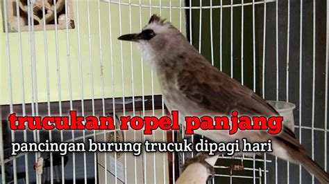 Suara Trucuk Gacor Ropel Panjang Mancing Agar Lawan Ikut Bunyi Youtube