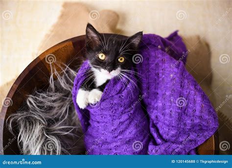 Cute Black And White Kitten Wrapped In A Swaddle Stock Photo Image Of