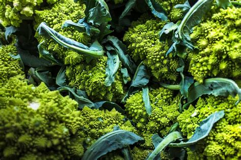 How To Start Romanesco Broccoli Farming A Step By Step Growing Guide