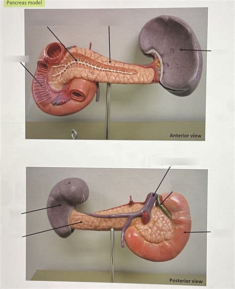 Pancreas Model Diagram Quizlet