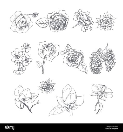 Dessin Fleurs De Sakura Tatouage Banque De Photographies Et Dimages