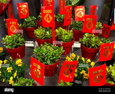 Money Trees For Lunar New Year Stock Photo Alamy