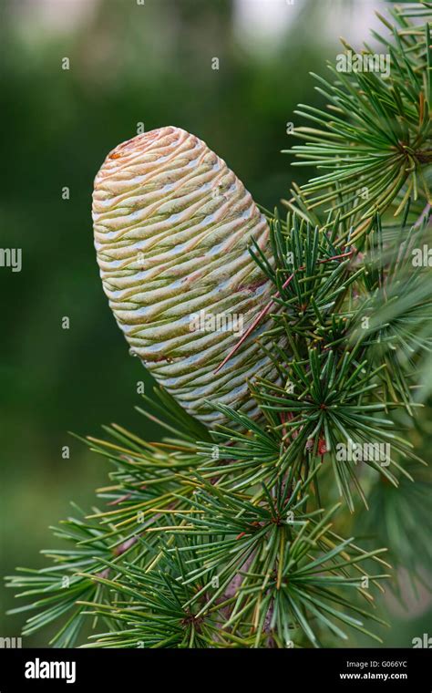 Deodar Cedar Tree Hi Res Stock Photography And Images Alamy