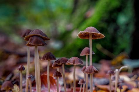 Mushrooms Might Be Talking To Each Other New Study Finds