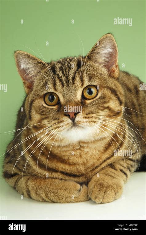 brown spotted tabby, british shorthair cat portrait Stock Photo - Alamy