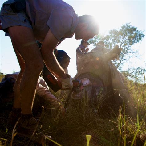 Rhino Conservation Experiences - Animal Saviours