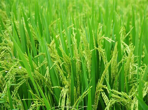 pakai gdm organik hasilnya menggiurkan  budidaya padi