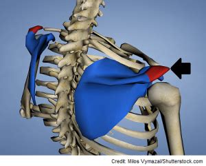 How To Administer An Intramuscular Injection In The Deltoid Muscle