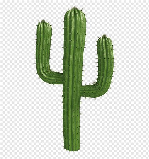 Cactus Cactus Desert Green Png Pngwing