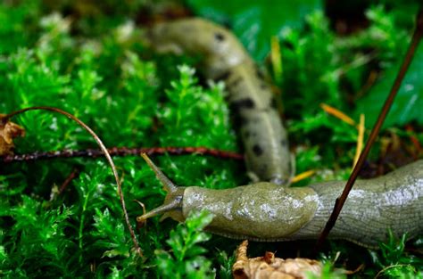 390 Banana Slug Stock Photos Pictures And Royalty Free Images Istock