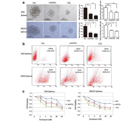 Autophagy Inhibition Significantly Reduces The Characteristics Of