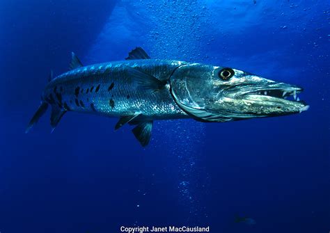 The Great Barracuda Sphyraena Barracuda Is A Streamlined Fast