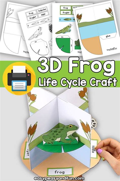 3d Life Cycle Of A Frog Craft Frog Life Cycle Craft Life Cycle Craft