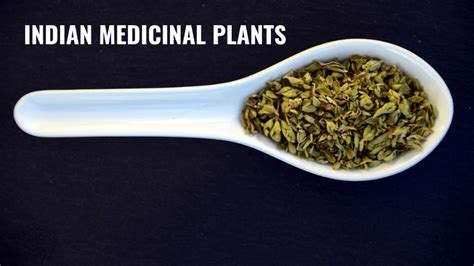 शीर्ष 8 भारतीय औषधीय पौधे और उनके उपयोग Top 8 Indian Medicinal Plants