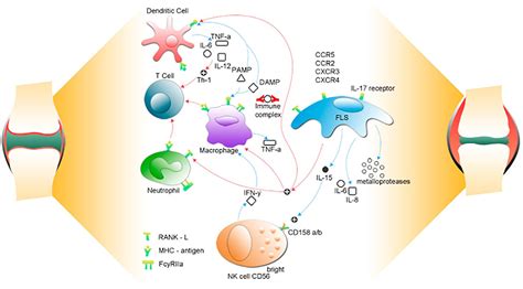 Rheumatoid Arthritis Pathophysiology Diagram