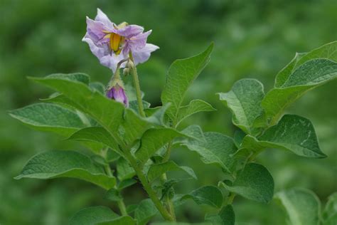 Solanum Tuberosum