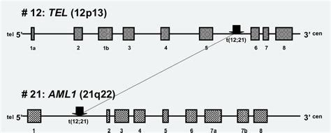 Overview Of The Breakpoints In The Tel And Aml Gene Involved In