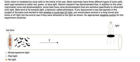 color vision is mediated by cone cells in the retina of the eye most mammals have three ...