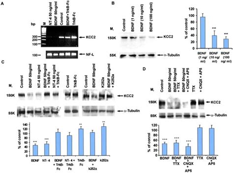 Exogenous BDNF And NT 4 Down Regulate KCC2 MRNA And Protein Expression