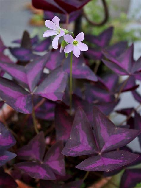 Como Plantar Trevo Roxo Em Casa Manual De Jardinagem Oxalis Triangularis