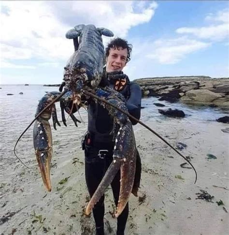 Largest Lobster In The World