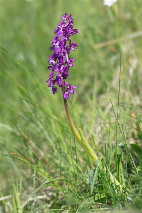 Orchis Mascula L L Pr Servons La Nature