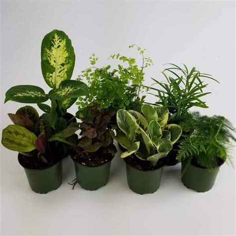 Assorted Tropical Green Plants 4 Wholesale Bulk Flowers Cascade