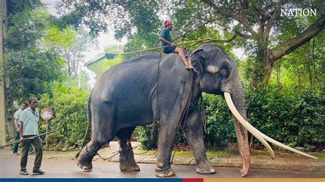 Thai elephant flying back home from Sri Lanka on Sunday