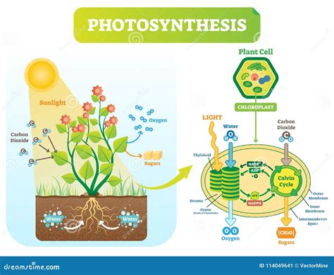 Photosynthesis Diagram