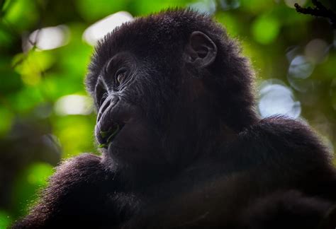 Day Gorilla Habituation Experience Safari