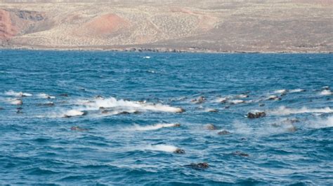 El Instituto Geogr Fico Rememora La Erupci N Del Volc N Tagoro En El Hierro