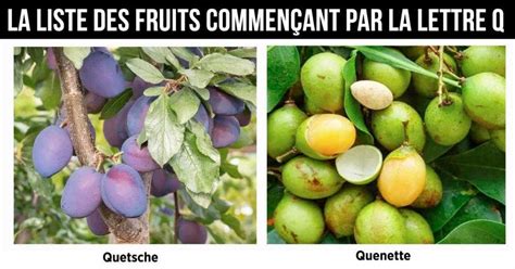 Fruit en Q la liste des fruits commençant par la lettre Q