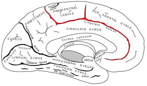 Cingulate sulcus - Wikiwand