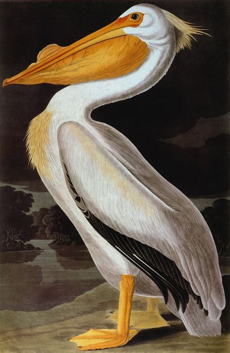 Audubon: Pelican. /Ngreat White Pelican (Pelecanus Erythrorhynchos ...