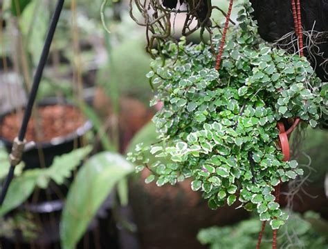 Creeping Fig Guide How To Grow Care For Ficus Pumila