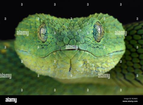 West African Bush Viper Atheris Chlorechis Stock Photo Alamy