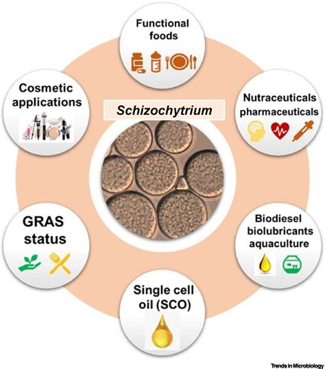 Schizochytrium Sp Trends In Microbiology