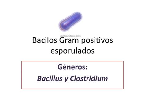 Bacilos Gram Positivos Esporulados PPT