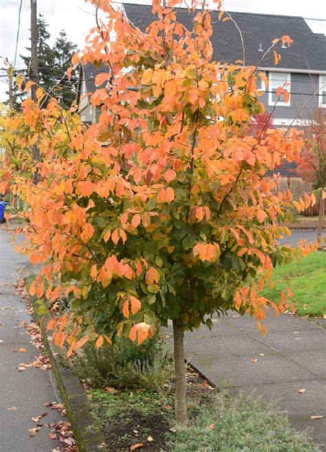 Parrotia persica | The World's Best Gardening Blog