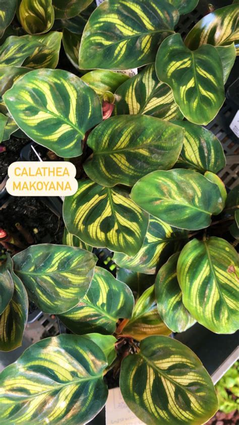 Calathea Makoyana Rockbank Nursery