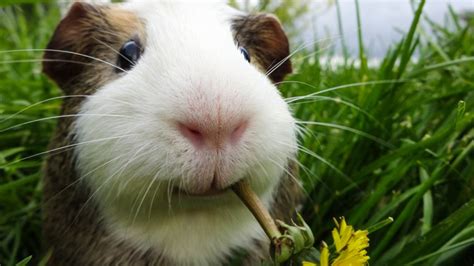 Otras Mascotas En Mascotas Otras Mascotas