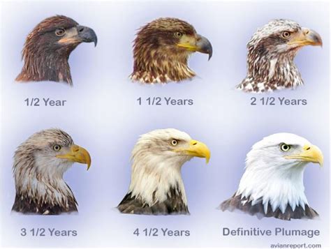 Bald Eagle Plumage by Age | Photo property of Avianreport.co… | Flickr