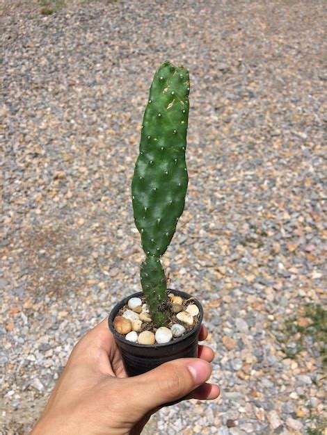 Premium Photo Opuntia Sp Cactus Have Sprout On Pot Succulent Cacti