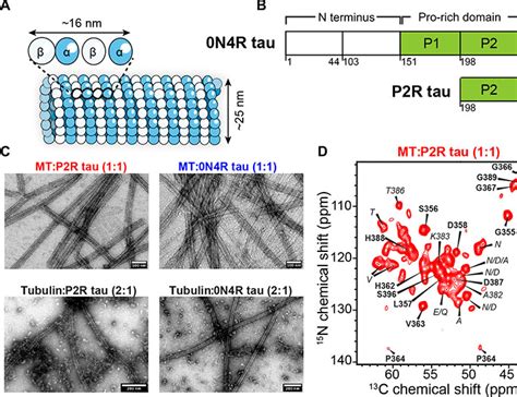 Microtubule Binding Core Of The Tau Protein Science Advances