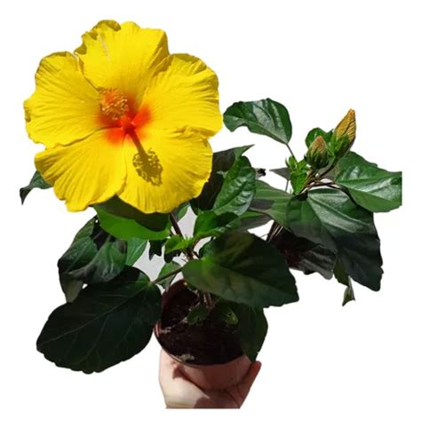 Muda De Hibisco Amarelo Flores E Botões No Vasinho 30cm