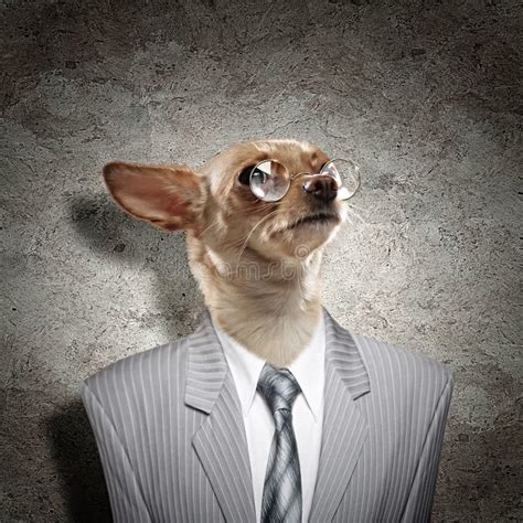 Funny Portrait Of A Dog In A Suit Stock Image Image Of Eyes Bulldog